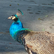 Peacock Close-Up
